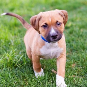 Meet your Posher, Corey